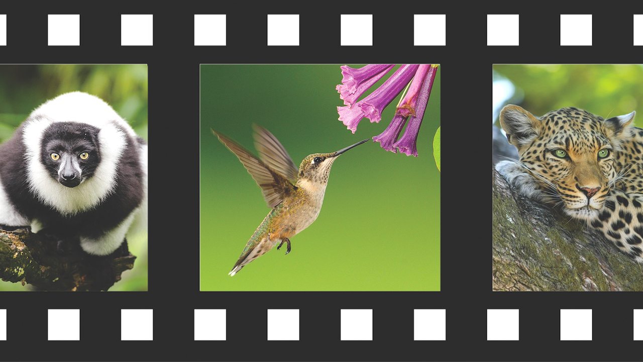 Filming Animals Filming Wildlife: The Art, Technology and Wonder • EWCed